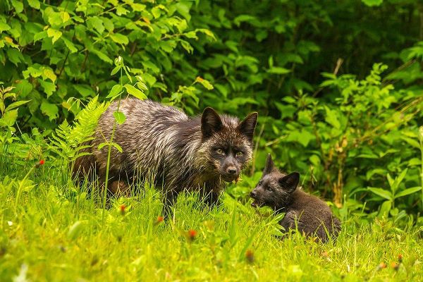 Minnesota-red fox-adult and pup-captive-black morph